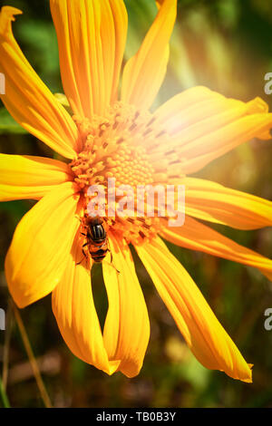 Biene auf Blume im Frühling Sommer Garten/Baum Ringelblume oder Mexikanische Sonnenblume Stockfoto