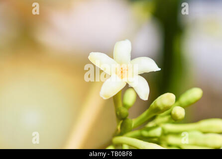 Knospen der Blumen papaya blühen im Garten auf papaya Baum und Unschärfe Hintergrund Stockfoto