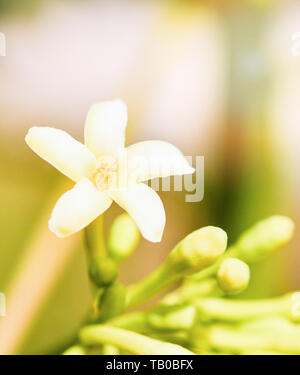 Knospen der Blumen papaya blühen im Garten auf papaya Baum und Unschärfe Hintergrund Stockfoto