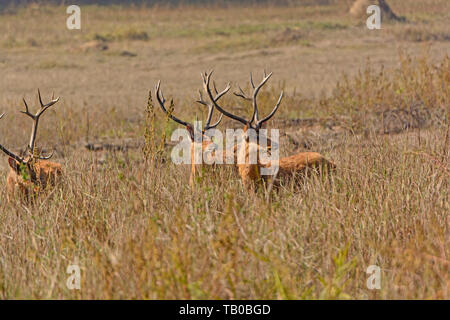 Spotted Deer für Tiger in Kanha Nationalpark in Indien Stockfoto