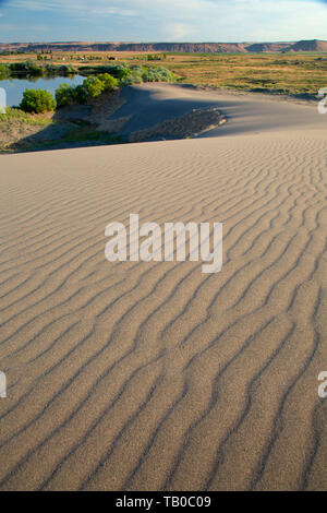 Dune Wellen, Bruneau Dunes State Park, Snake River Greifvögel National Conservation Area, Idaho Stockfoto