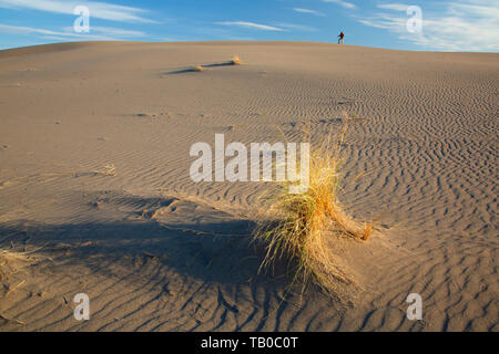 Dune Grass und Wanderer, Bruneau Dunes State Park, Snake River Greifvögel National Conservation Area, Idaho Stockfoto