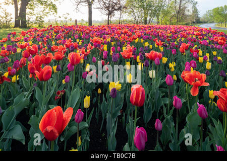 Bunte Tulpen in Regentropfen bei Sonnenaufgang mit experimentellen Farm und NCC Scenic Auffahrt im Hintergrund, Ottawa abgedeckt Stockfoto