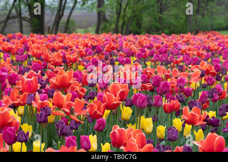 Bunte Tulpen in Regentropfen bei Sonnenaufgang mit experimentellen Farm ain den Hintergrund, Ottawa Stockfoto