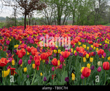 Bunte Tulpen in Regentropfen bei Sonnenaufgang mit experimentellen Farm ain den Hintergrund, Ottawa Stockfoto