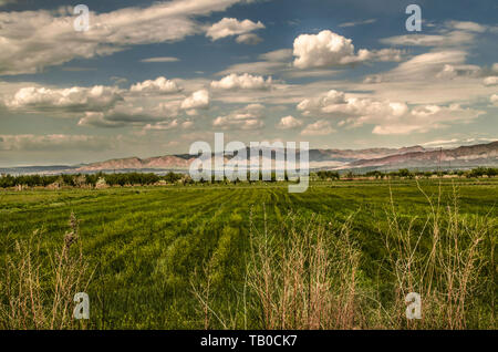 Aprikose Obstgärten und Weinberge in der Ararat Tal vor dem Hintergrund der Frühling Abend Himmel und die Berge von Geghama Bergkette Stockfoto