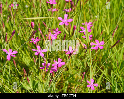 Maiden pink auf einer Blumenwiese Stockfoto