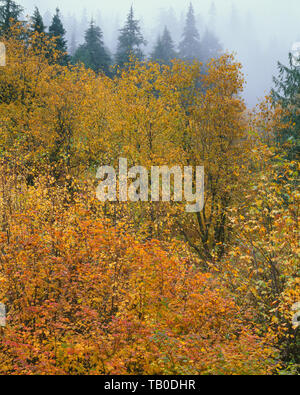 USA, Washington, North Cascades National Park, Herbst farbige bigleaf Maple und Vine maple bei Nebel, North Fork Cascade River Valley. Stockfoto