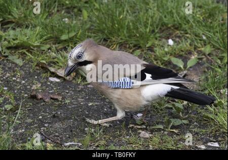 Jaybird Stockfoto