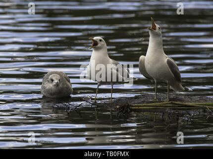 gemeinsamen Möwen Stockfoto