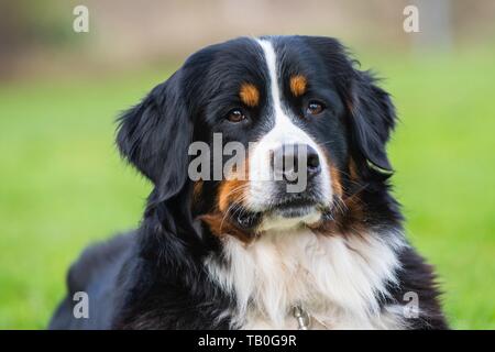 Berner Sennenhund-Portrait Stockfoto