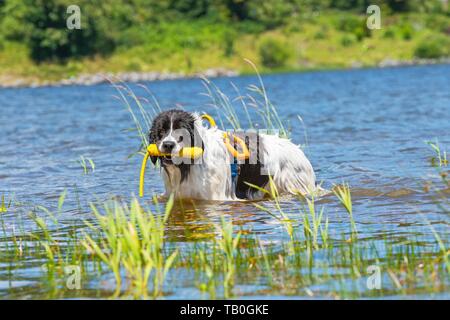 Landseer ist als Wasser Rescue Dog geschult Stockfoto