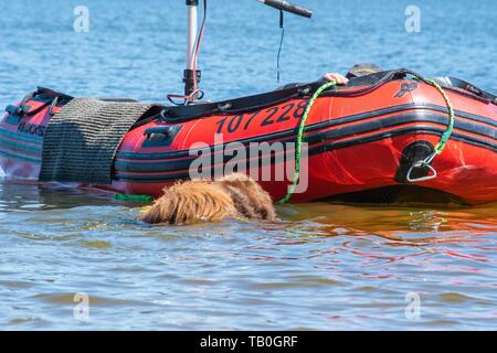 Neufundland ist als Wasser Rescue Dog geschult Stockfoto