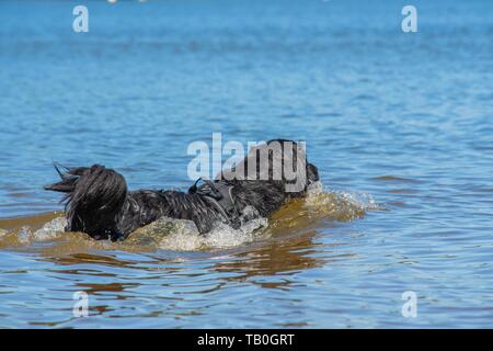 Neufundland ist als Wasser Rescue Dog geschult Stockfoto