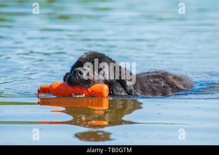 Neufundland ist als Wasser Rescue Dog geschult Stockfoto