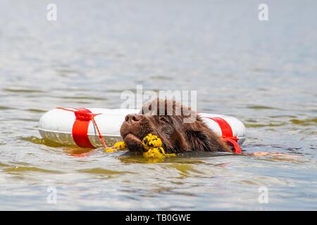 Neufundland ist als Wasser Rescue Dog geschult Stockfoto