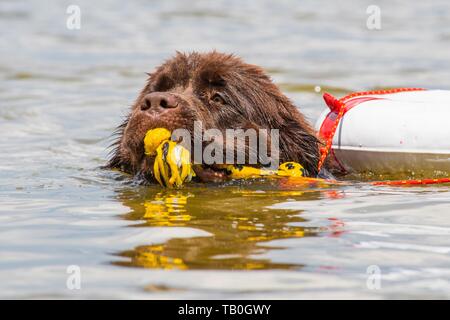 Neufundland ist als Wasser Rescue Dog geschult Stockfoto