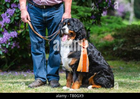 Berner Sennenhund sitzend Stockfoto