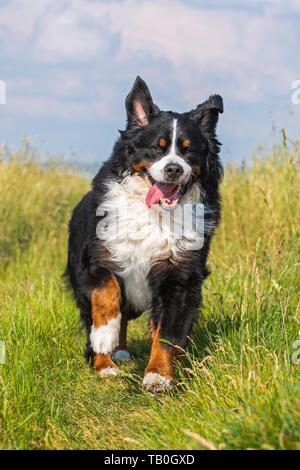 Berner Sennenhund ausgeführt Stockfoto