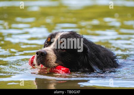 Berner Sennenhund Stockfoto