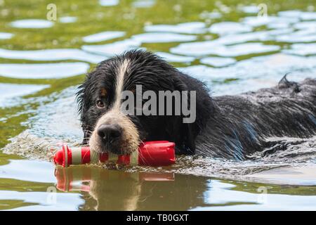 Berner Sennenhund Stockfoto