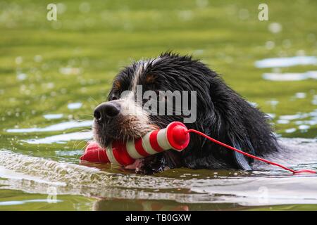 Berner Sennenhund Stockfoto