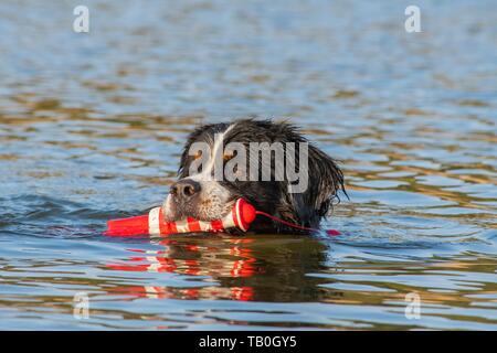 Berner Sennenhund Stockfoto