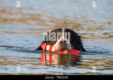 Berner Sennenhund Stockfoto