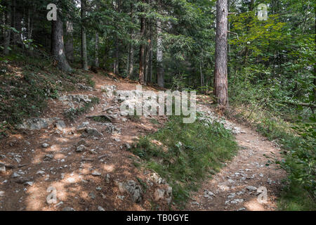 Rocky Road durch grünen Wald Stockfoto