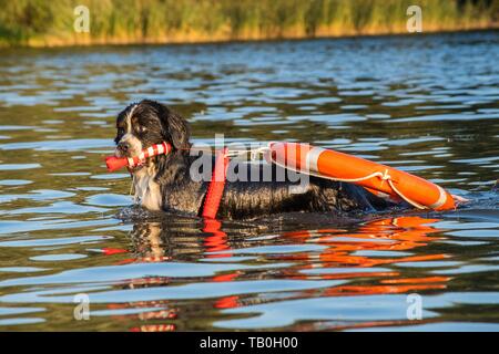 Berner Sennenhund ist als Wasser Rescue Dog geschult Stockfoto