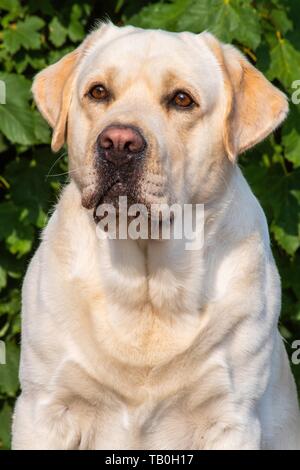Gelben Labrador Portrait Stockfoto