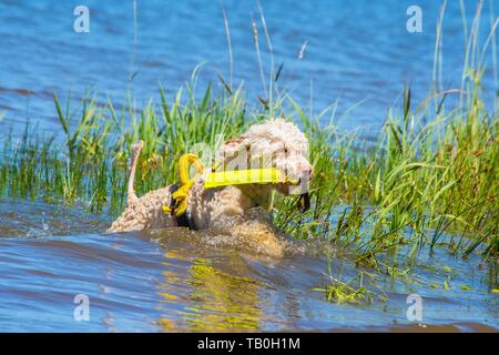 Lagotto Romagnolor ist als Wasser Rescue Dog geschult Stockfoto