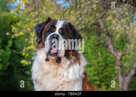 Saint Bernard Portrait Stockfoto