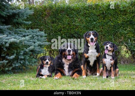 Schweizer Sennenhunde Stockfoto