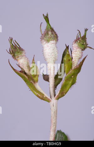 Mehltau, Podosphaera pannosa, pilzerkrankung auf rose Knospen, Rosa' amerikanischen Säule', Berkshire, Mai Stockfoto