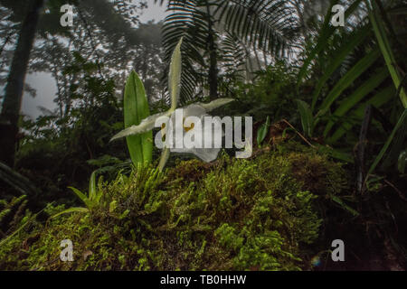 Eine blühende Orchidee vom Nebelwald von Ecuador. Stockfoto