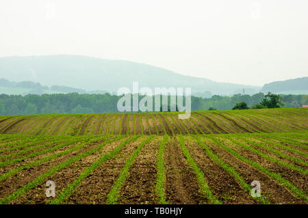 Feld mit jungen Weizen Pflanzen an einem regnerischen Tag in Deutschland Stockfoto