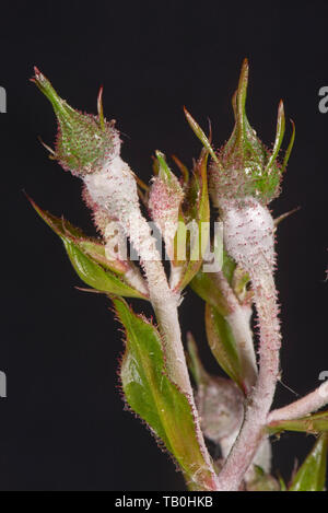 Mehltau, Podosphaera pannosa, pilzerkrankung auf rose Knospen, Rosa' amerikanischen Säule', Berkshire, Mai Stockfoto