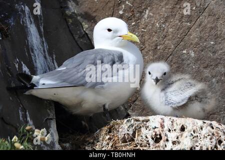 Schwarz-legged Dreizehenmöwen Stockfoto