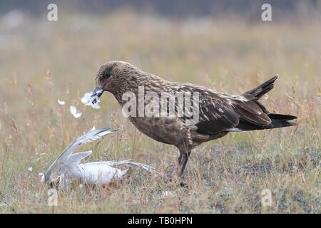 Great Skua Stockfoto