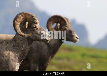 Bighorn Schafe Stockfoto