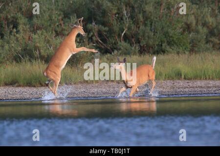 weiß - angebundene Rotwild Stockfoto