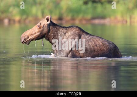 Elch Stockfoto