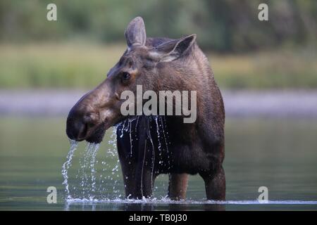 Elch Stockfoto