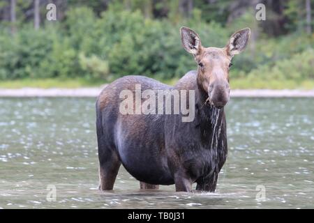 Elch Stockfoto