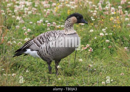 Hawaiianische Gans Stockfoto