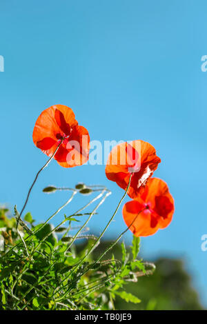 Mohn Blumen Feld Natur Frühling Hintergrund. Blühender Mohn über blauen Himmel auf Wind. Ländliche Landschaft mit roten Wildblumen. Stockfoto