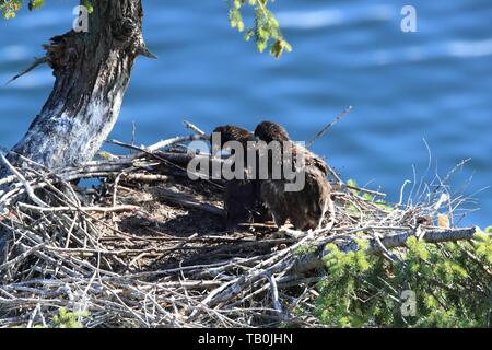 American Eagles Stockfoto