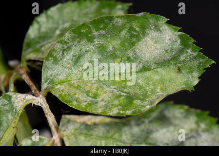 Mehltau, Podosphaera pannosa, pilzerkrankung auf rose Blätter, Rosa' amerikanischen Säule', Berkshire, Mai Stockfoto