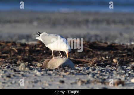 Möwe frisst tote Seehunde Stockfoto